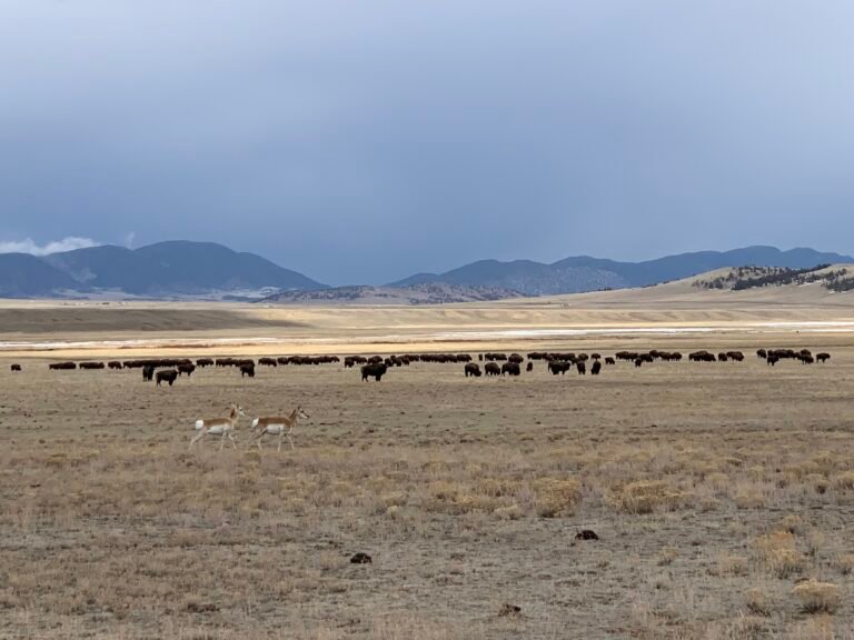 Fishing Experience 7 | Private Fly Fishing on the South Platte River | Santa Maria Ranch CO